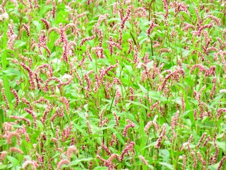 日本の田舎の風景　6月　野の花　タデ