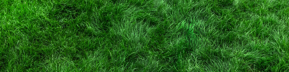 Natural green grass background, fresh lawn top view