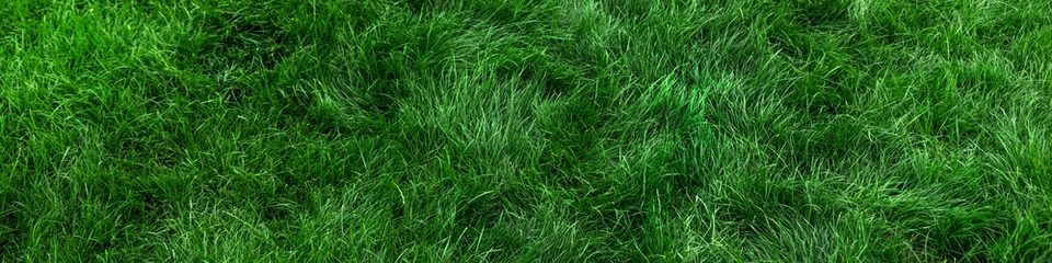 Papier Peint photo autocollant Herbe Fond d& 39 herbe verte naturelle, vue de dessus de pelouse fraîche