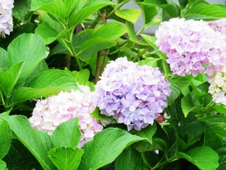 日本の田舎の風景　6月　花　あじさい