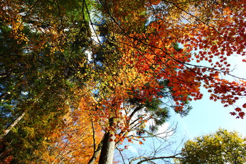 頭上の紅葉