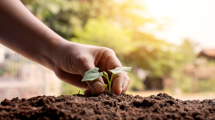 Close-up of both hands of farmers, pay attention to small plants by putting the soil in seedlings...