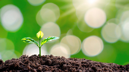 mall trees that grow on the ground, concepts of plant growth and investment for agriculture.