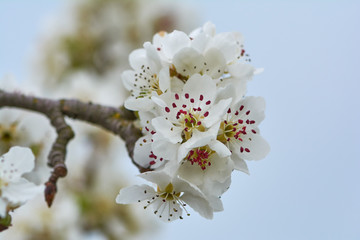 Sweet white flowers blooming pear-tree, pear in the spring garden. Blossoming fruit tree.