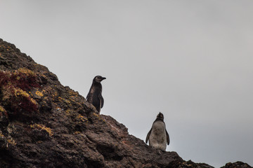 Dos pingüinos  parados en una roca. 