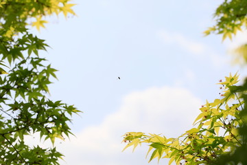 하늘과 나무가 보이는 아름다운 풍경