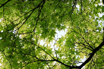 Obraz premium 하늘과 나무가 보이는 아름다운 풍경