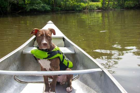 dog in a boat with life jacket
