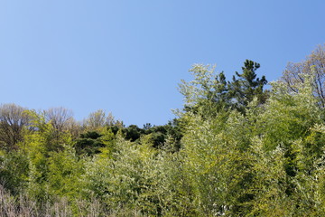 하늘과 나무가 보이는 아름다운 풍경