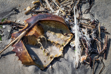 Close up of marine objects on the beach on Long Beach Island, NJ