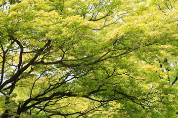 하늘과 나무가 보이는 아름다운 풍경