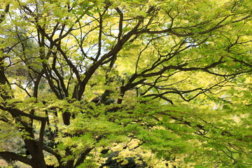 하늘과 나무가 보이는 아름다운 풍경