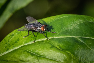 Macro photo of a housefly on a leaf in a Pennsylvania meadow