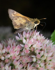 A fiery skipper butterfly atop a bunch of pink flowers in a summer meadow