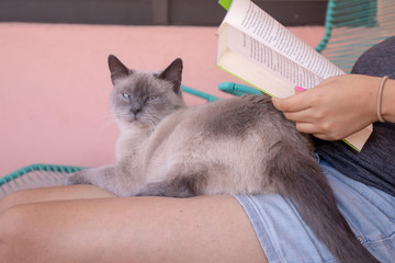 Cat in terrace lay in woman