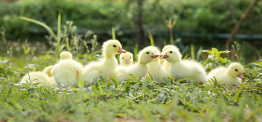 Yellow duckling from nature. Cute duck one week old.