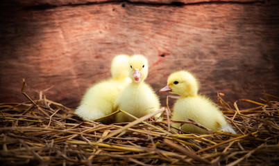 Cute duckling on wood background.