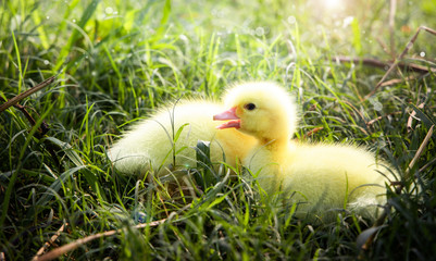 Yellow duckling from nature. Cute duck one week old.