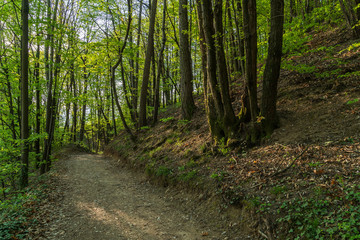 Mountain trail leading through the forest to the Gleifkirche monastery in Appiano in Trentino Alto Adige in northern Italy.