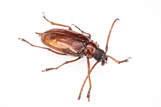 beetle brown on white background.