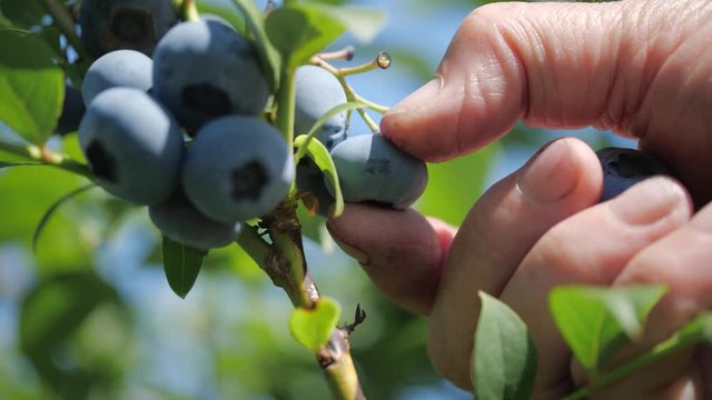Picking blueberries - close-up 