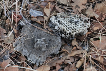 honeycomb on the ground