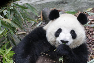giant panda eating bamboo