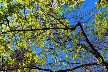 Branch with green leaves and looking through modern tall buildings in the city. Fresh air, Green living city, Air quality concept.