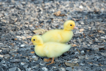 Yellow duckling from nature. Cute duck one week old.