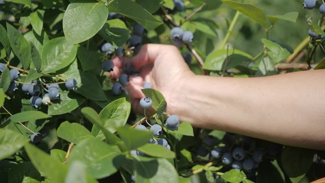 Picking blueberries - hand