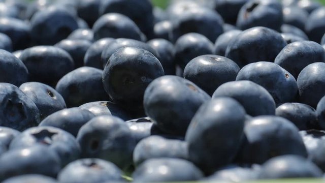 Blueberry picked static
