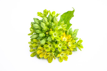 Cowslip creeper on white background. Cowslip creeper from nature for health.