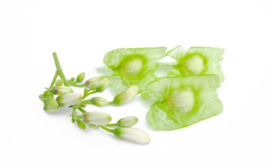 Moringa on white background. Moringa oleifera from nature for health. Fever meds to prevent cancer. Lower blood pressure.