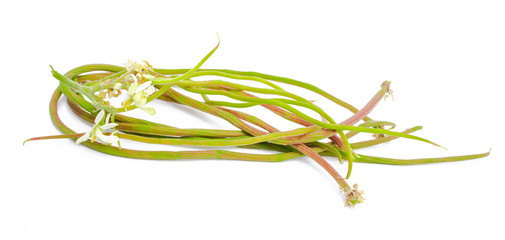 Moringa on white background. Moringa oleifera from nature for health. Fever meds to prevent cancer. Lower blood pressure.