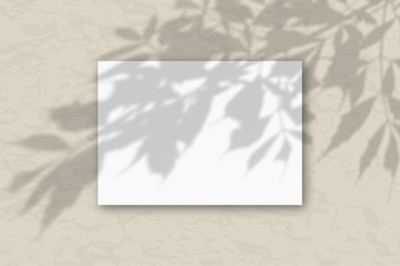A horizontal A4 sheet of white textured paper on the gray wall background. Mockup overlay with the plant shadows. Natural light casts shadows from the tree's foliage