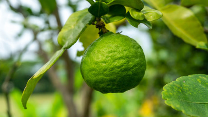 Close up view of Kaffir lime or limau purut on the tree at the garden.