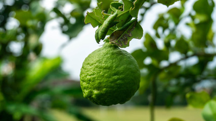 Close up view of Kaffir lime or limau purut on the tree at the garden.