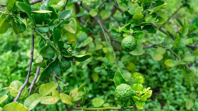 Close up view of Kaffir lime or limau purut on the tree at the garden.
