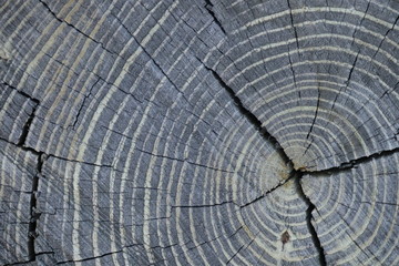 Fototapeta premium cross section of tree stump