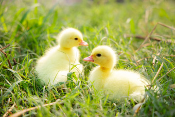 Yellow duckling from nature. Cute duck one week old.