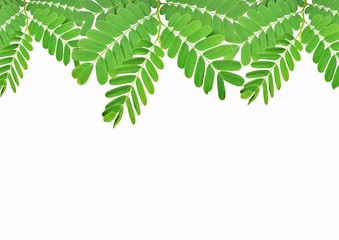 Tamarind leaves on white background