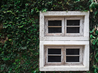 White window ivy wall green wood with copy space