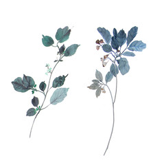 
Watercolor leaves