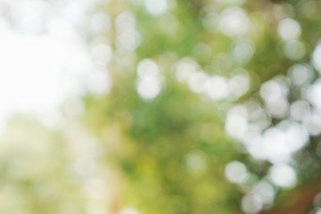 Obraz premium green bokeh background