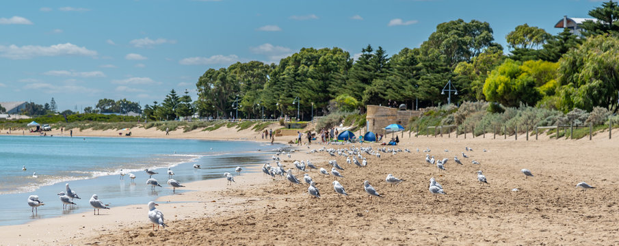 Rockingham, WA / Australia - 03/19/2017 Flock of seagulls on the beach at Mangles Bay Rockingham