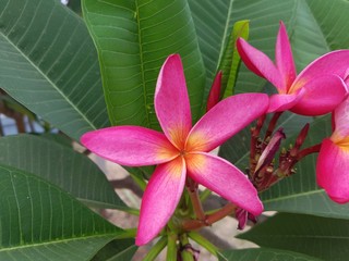 pink frangipani flower