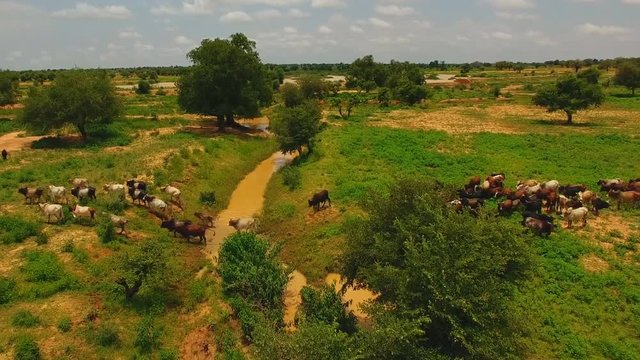 Aerial view, a rural shepherd grazing cows. remote village in mountainous region of south sudan.