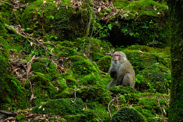 屋久島自然世界遺産
