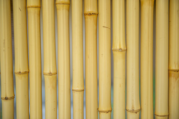 Fototapeta premium Japanese bamboo