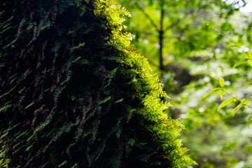 屋久島自然世界遺産
